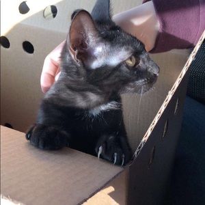 Meet your Posher, Trinity